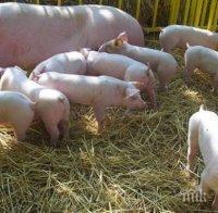 Премиерът на Молдова предупреди за епидемия от чума по свинете