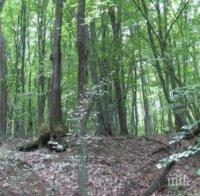 Засаждат нови 283 дка гори в Добричко