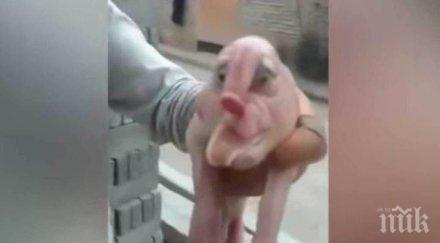 шокиращо роди прасе човешко лице гениталии челото видео