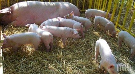 премиерът молдова предупреди епидемия чума свинете