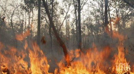 100 доброволци гасят гората търново подпалена бежанци
