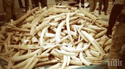 рекордна пратка слонова кост конфискуваха германия