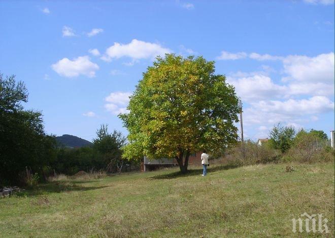 НЕЛЕП ИНЦИДЕНТ! Mъж падна от орех, строши си черепа, лекари се борят за живота му