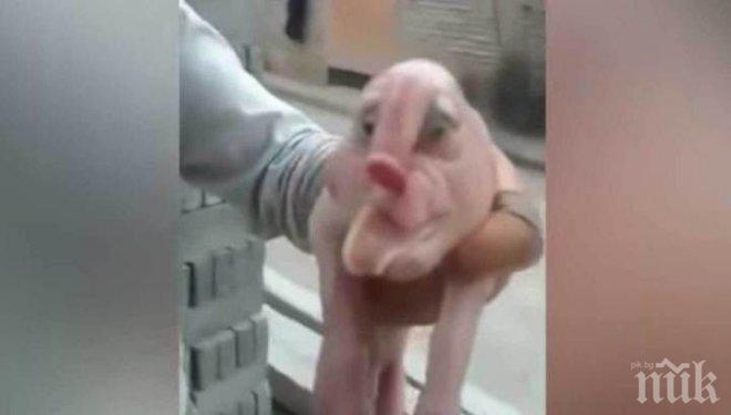 Шокиращо! Роди се прасе с човешко лице и гениталии на челото (ВИДЕО)