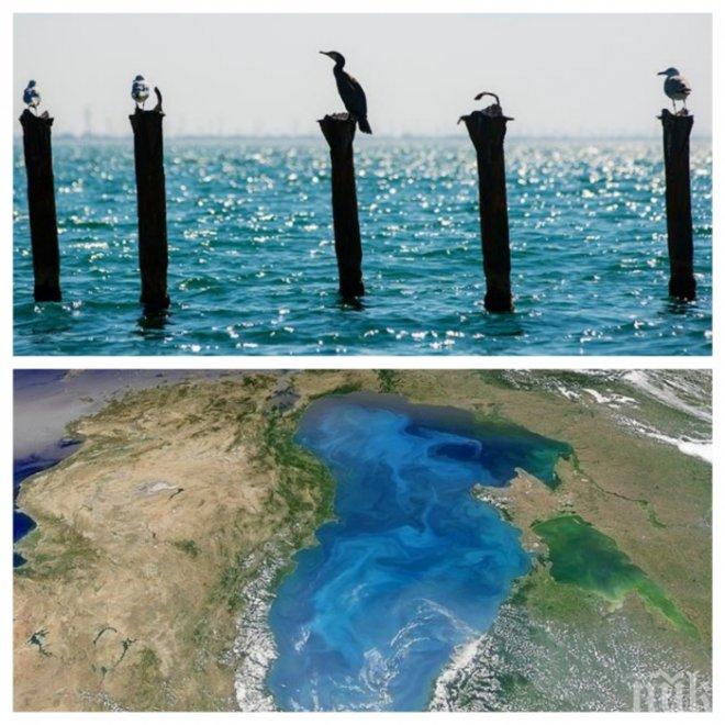 ШОКИРАЩ ДОКЛАД! Учени с тревожна прогноза: Черно море умира