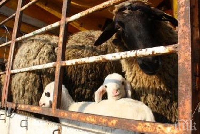  Затвор за насилие над животни в Албания