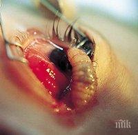 Гнусно! Червей изпълзя от шоколадов десерт (СНИМКА)
