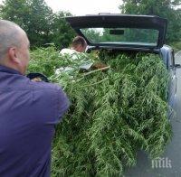 Кой как разбира алтернативното земеделие: Поредна нива с канабис откриха полицаи