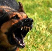 УЖАС! Куче нахапа детенце в Благоевград 