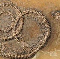 Палеонтолози откриха фосил на 48 милиона години