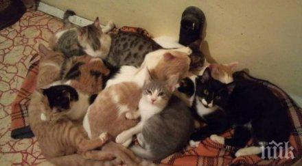 вадят полиция котки апартамент