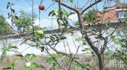 ябълка цъфна овощната градина черквата дамяница