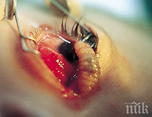 Гнусно! Червей изпълзя от шоколадов десерт (СНИМКА)
