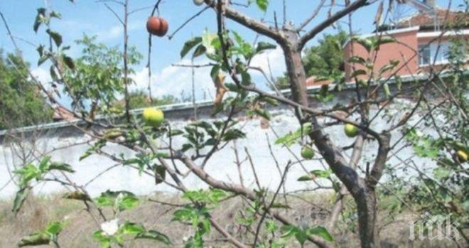 Ябълка цъфна в овощната градина на черквата в Дамяница