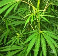 Полицията откри плантация с марихуана