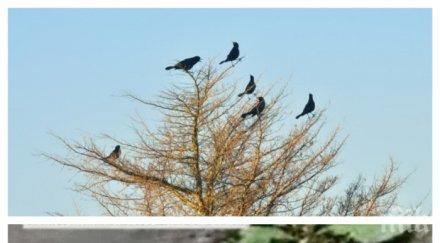 филм хичкок десетки птици паднаха небето умряха ден