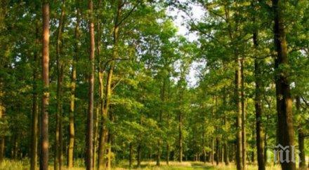 частници продават гори държавата