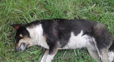 масово тровят кучета столичен квартал