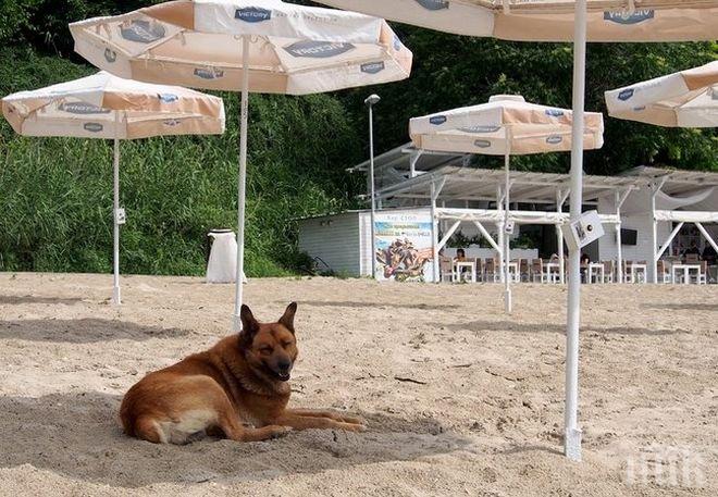 Нова секира за варненци! 1000 лева, ако разхождаш кучето на плажа
