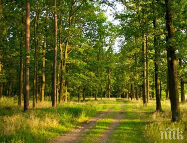 Частници продават гори на държавата