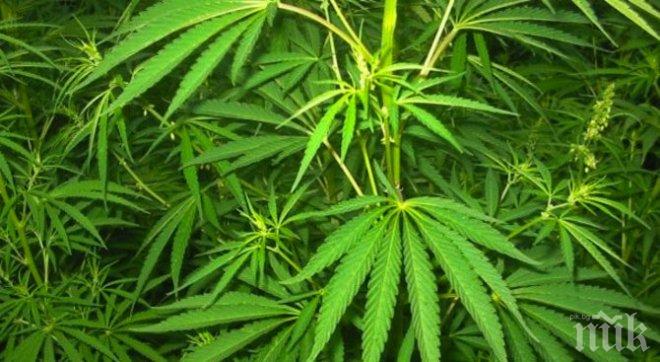Полицията откри плантация с марихуана