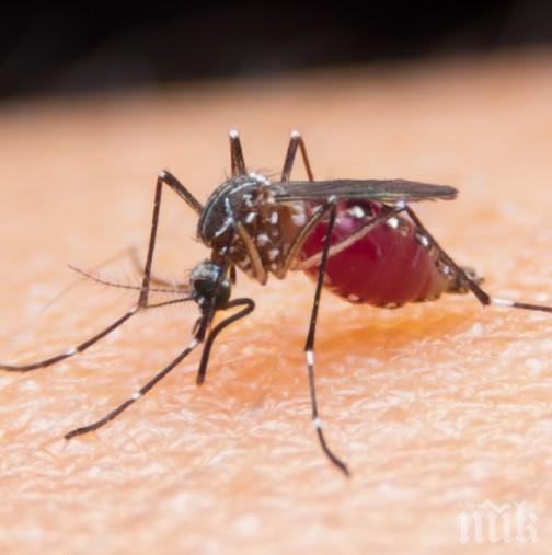 КАТО НИКОГА ДОСЕГА: Жадни комари изпиха кръвчицата на италианците