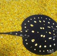 Откриха риба, която дъвче храната си 