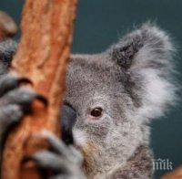 Подгизнала коала трогна света (СНИМКА)
