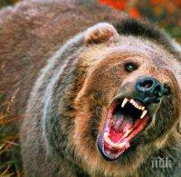 Пиян ловец изплаши и прогони три огромни мечки-стръвници (ВИДЕО)