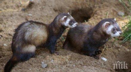 селски кмет пати страшна напаст