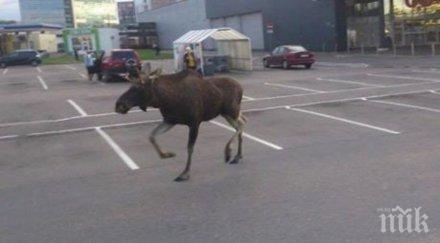 хит центъра рига разходи лос ескортиран полиция