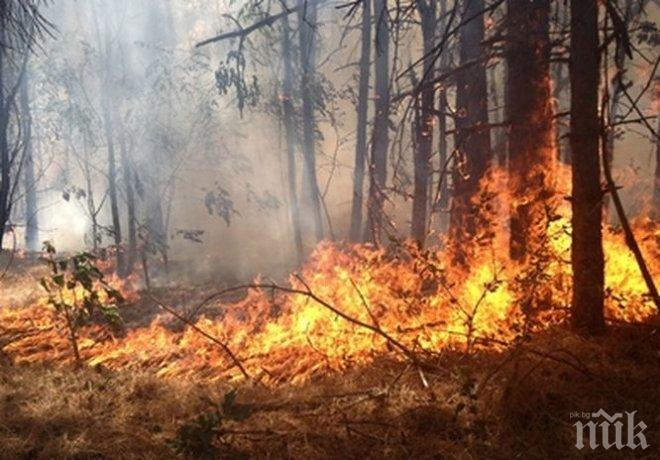 Огнен ад! Пожар бушува край Криводол, заплашва и града (СНИМКИ)