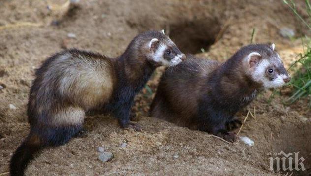 Селски кмет си пати от страшна напаст