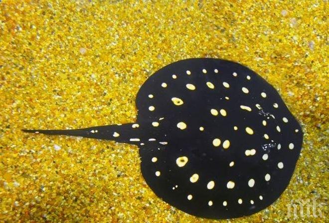 Откриха риба, която дъвче храната си 