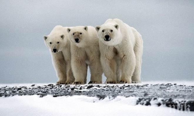 ЗЛОВЕЩ КАПАН! Десет полярни мечки дебнат руски учени в Арктическия океан! Зверовете чакат „вечерята си“ от две седмици