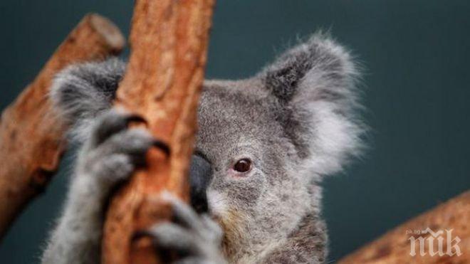 Подгизнала коала трогна света (СНИМКА)