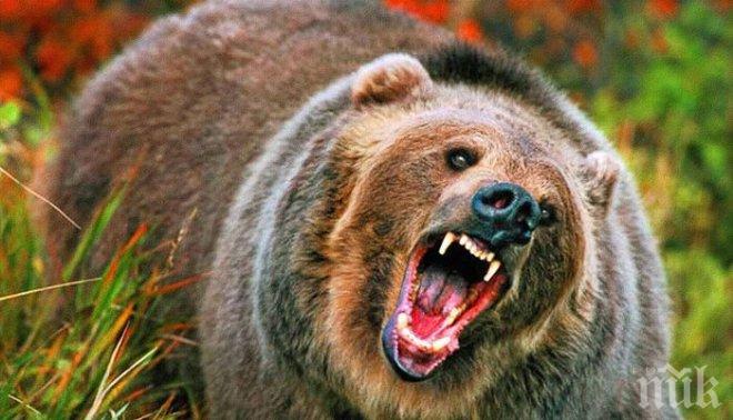 Пиян ловец изплаши и прогони три огромни мечки-стръвници (ВИДЕО)