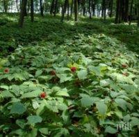 Южнокорейци с мераци да отглеждат най-силния афродизиак у нас