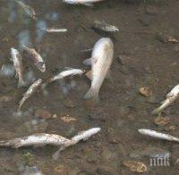 ЗЛОВОНИЕ КРАЙ БОТУНЯ! Мъртва риба и миризма на сяра от реката шокираха местните хора