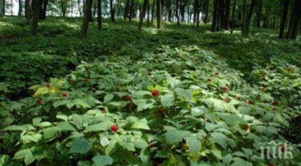 южнокорейци мераци отглеждат силния афродизиак нас