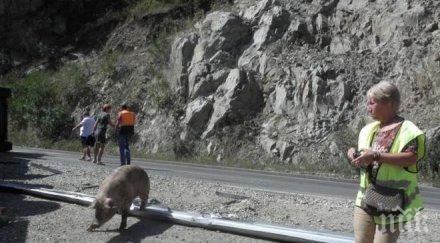 евро роми извадиха разлагащите трупове прасетата катастрофата кресненското дефиле