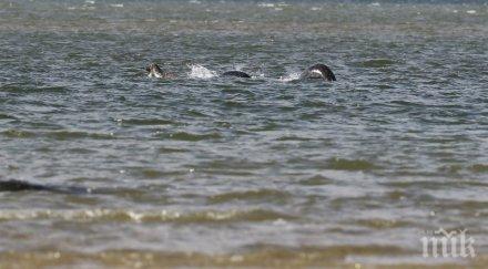 сензация американец засне случайно чудовището лох нес