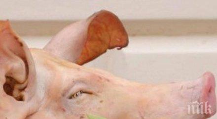 уникум нап продава търг тона замразени свински глави