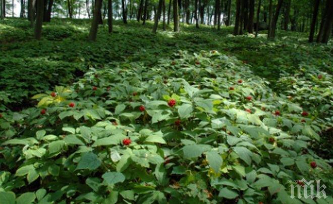 Южнокорейци с мераци да отглеждат най-силния афродизиак у нас