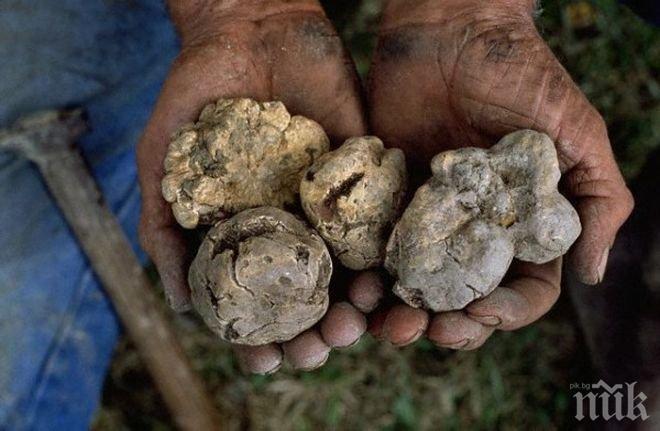 Фестивал на трюфелите в Угърчин