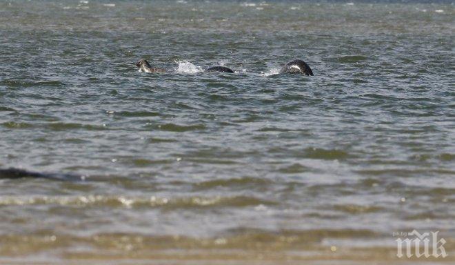 Сензация: Американец засне случайно чудовището от Лох Нес