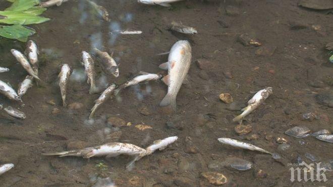 ЗЛОВОНИЕ КРАЙ БОТУНЯ! Мъртва риба и миризма на сяра от реката шокираха местните хора