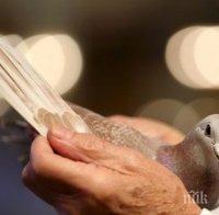 Учат гълъби да четат