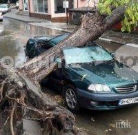 След буря и градушка във Видин: Паднало дърво смаза автомобил 