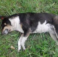  В Русия ще наказват жестокостта към животните